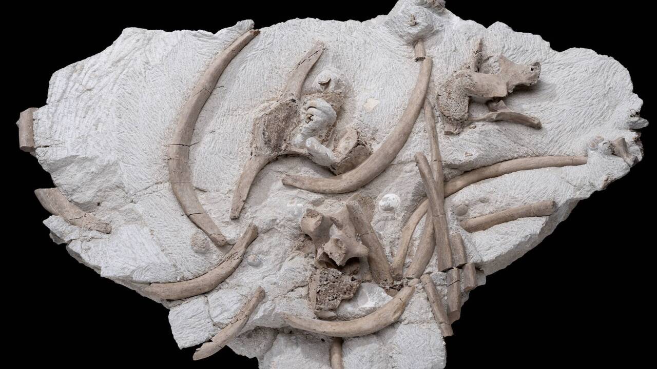 Knochenfragmente einer jungen Seekuh und Zähne eines Tigerhais. 
