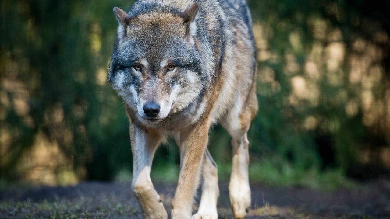 Auch in Uttendorf könnte ein Wolf zumindest acht Schafe gerissen haben. Auch in Uttendorf könnte ein Wolf zumindest acht Schafe gerissen haben.