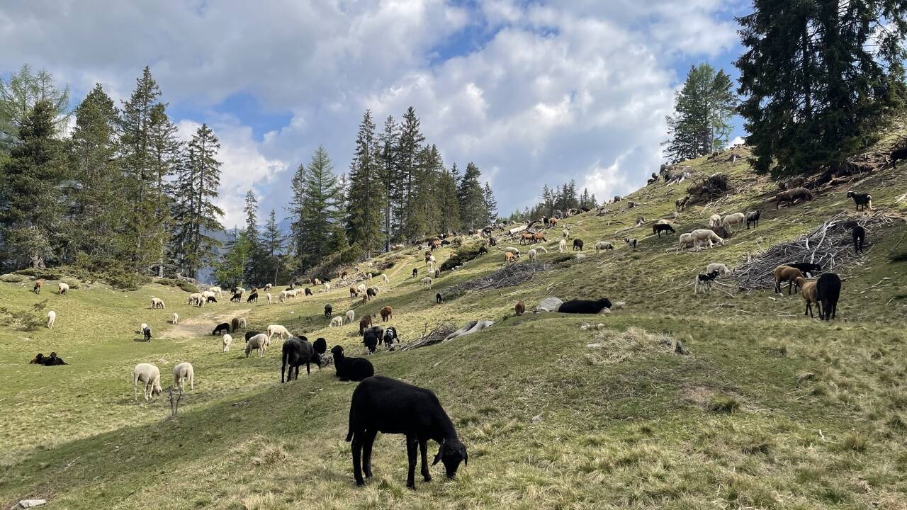 Schafe auf einer sogenannten Vorweide in den den Bergen um Pfunds und Serfaus. 