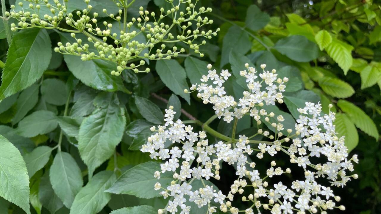 Der Holunder blüht - der Frühsommer ist ins Land gezogen. 
