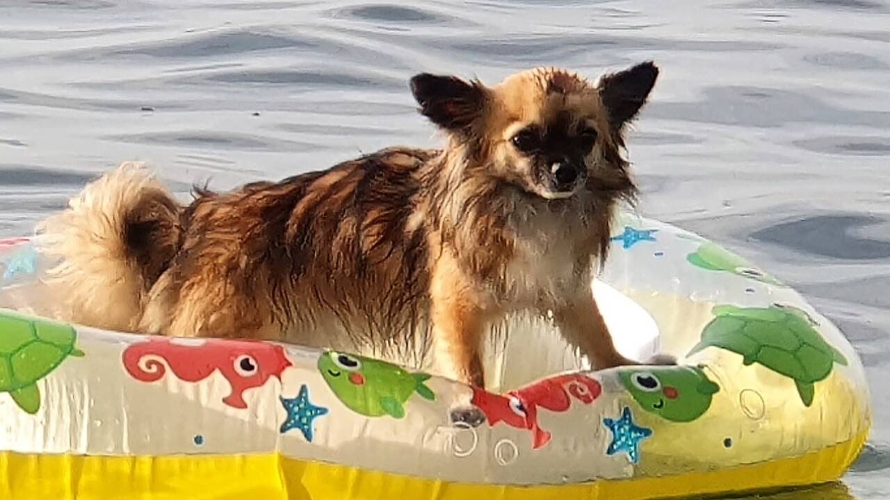 Er mag nicht schwimmen und auch nicht allein am Ufer warten – aber Frauerl hat für alles eine Lösung.  