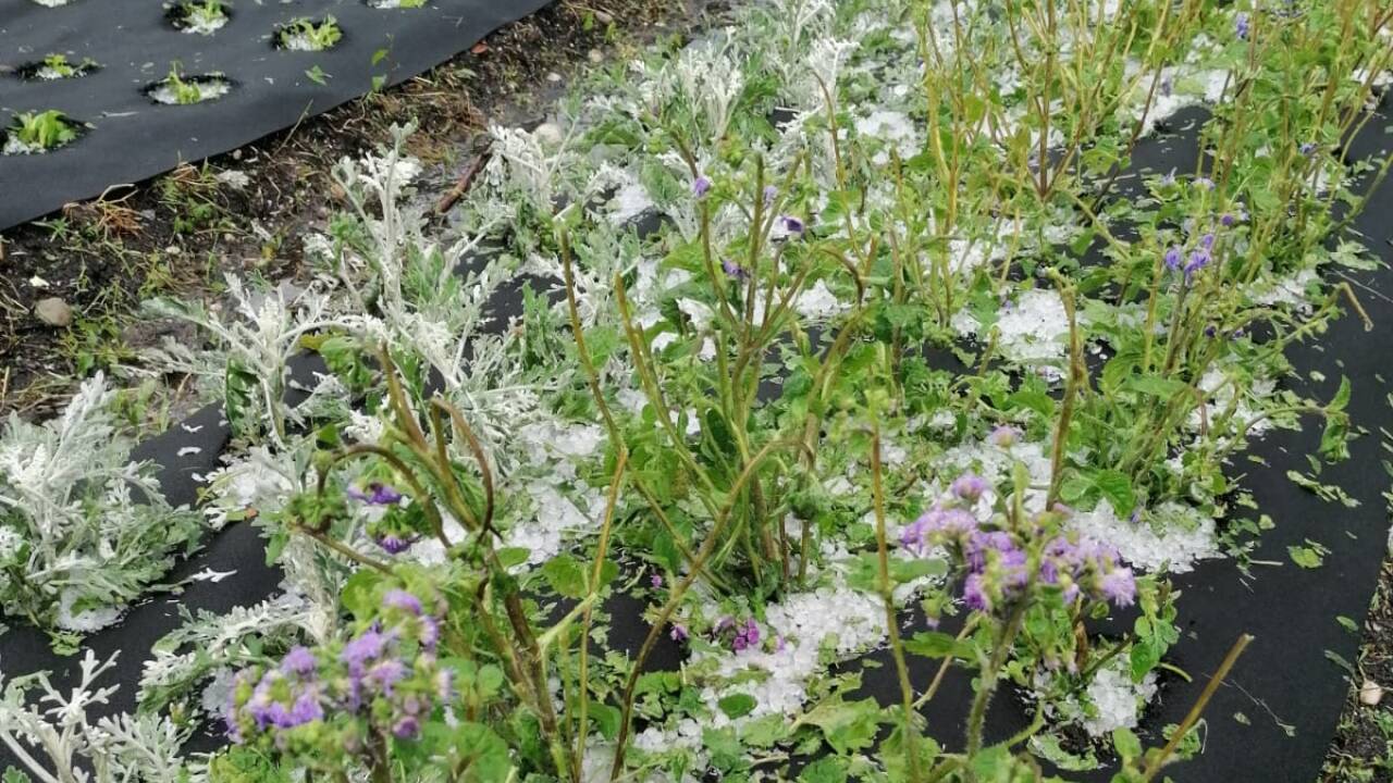 Zerstörte Blumen einer Gärtnerei in Seekirchen. 