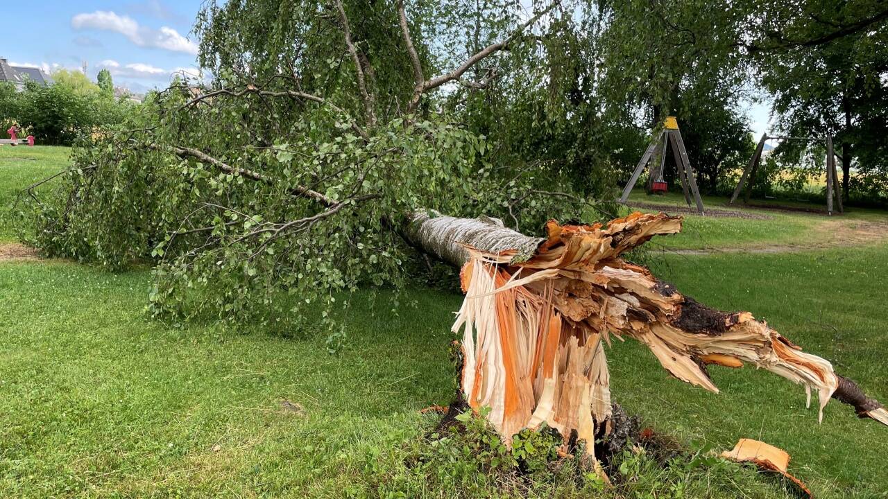 Im Salzburg-Taxham stürzte ein Baum auf einen Spielplatz.  