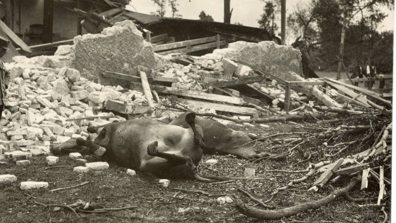 Getötete Militärpferde nach dem Sturm.  