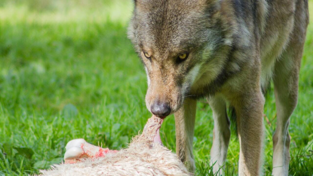 Ungeschützte Schafe sind eine leichte Beute für den Wolf.  