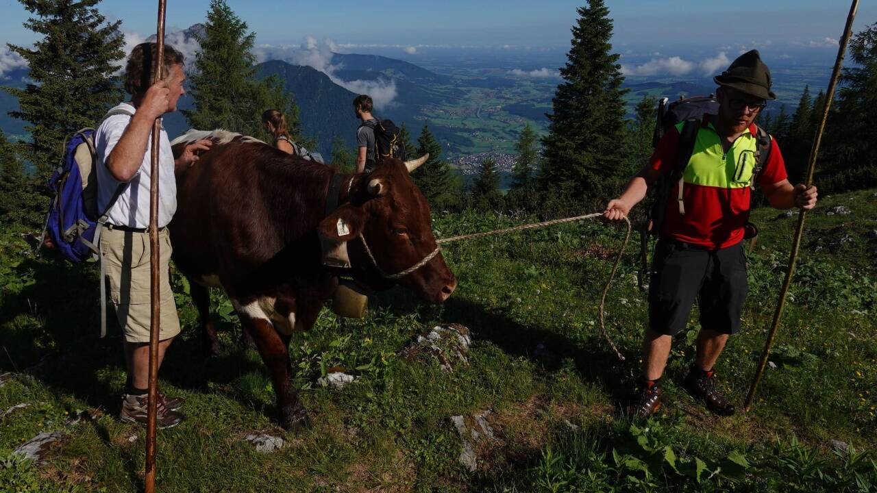 Almauftrieb auf den Untersberg – die Vierkaseralm war das Ziel des mehrstündigen Aufstiegs. 