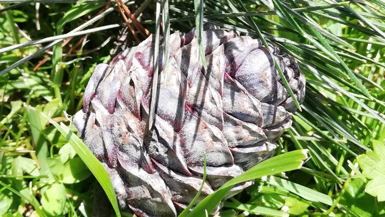 Die Zirbenzapfen-Saison dauert bis Ende Juli, in einigen Regionen auch bis Mitte August. Eine besondere Rolle für die Zirbe spielt der Tannenhäher. Die Zirbennüsse sind seine Nahrungsquelle – die Zirbe benötigt ihn für ihre Verbreitung.  