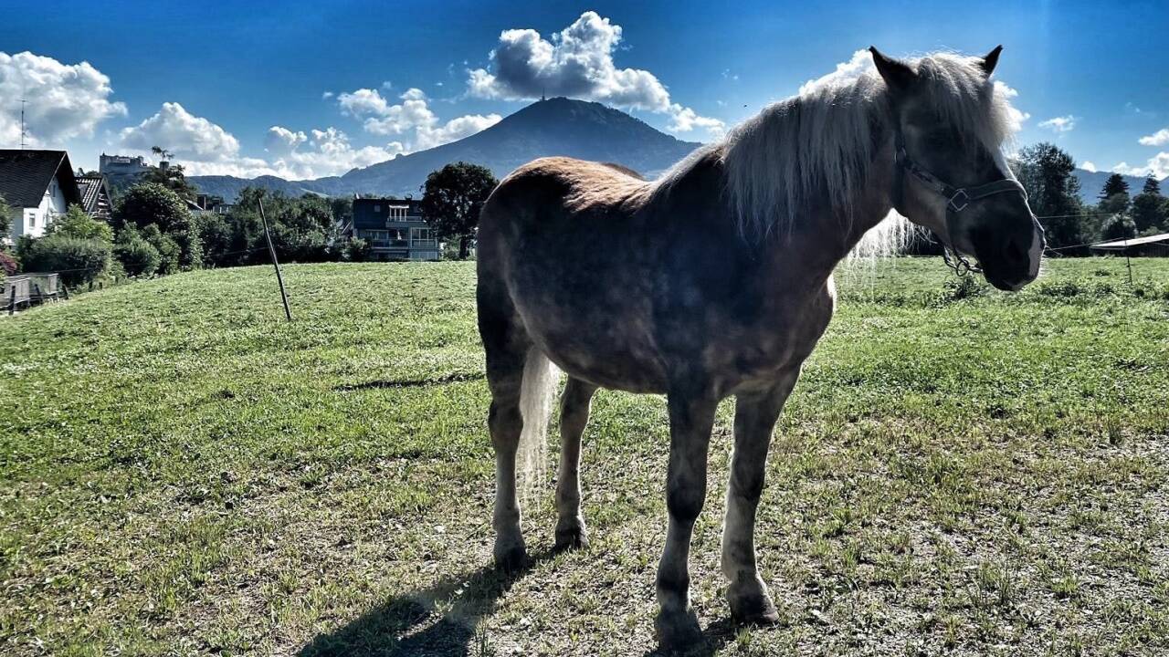 Haflingerstute Paula ist bis 27 Fiakerpferd gewesen, jetzt verbringt sie ihren Lebensabend auf dem Hof der Familie Winter in Leopoldskron. Haflingerstute Paula ist bis 27 Fiakerpferd gewesen, jetzt verbringt sie ihren Lebensabend auf dem Hof der Familie Winter in Leopoldskron.