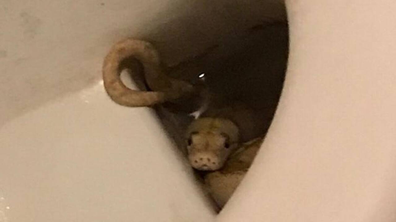 Wie kam der Python in die Toilette ...? 