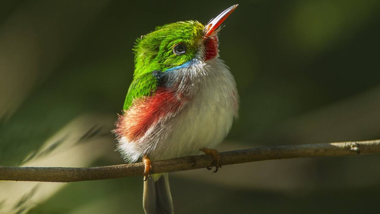  Solche Todis faszinierten Bond ebenso wie Kolibris.  
