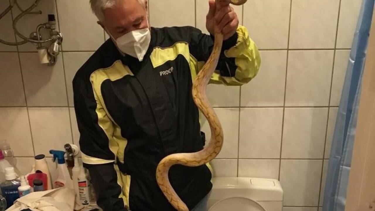 Wie kam der Python in die Toilette...? 