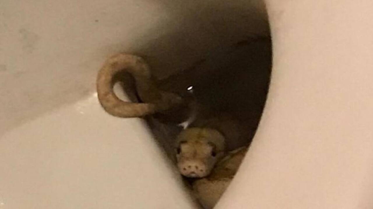 Bei der Schlange handelte es sich um eine ungiftige Albino-Netzpython 