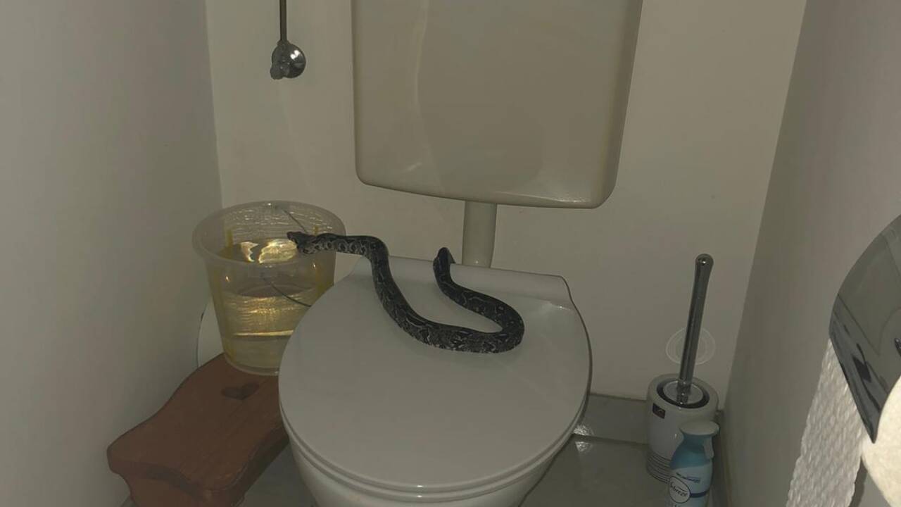 Wienerin hatte am WC ungebetenen Besuch von einem Python. 