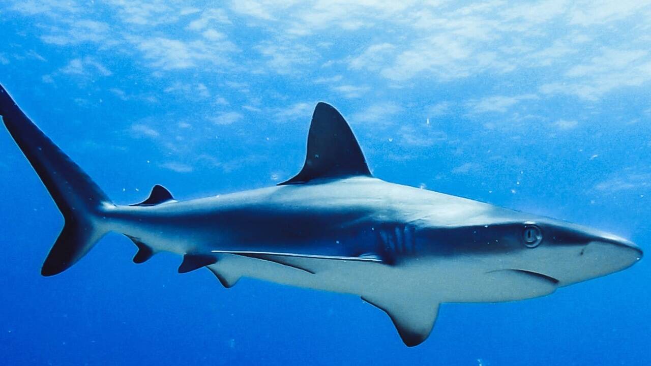 In den acht Jahren von 2012 bis 2019 wurden demnach etwa 200 Tonnen an Haiprodukten nach Österreich importiert. In den acht Jahren von 2012 bis 2019 wurden demnach etwa 200 Tonnen an Haiprodukten nach Österreich importiert.