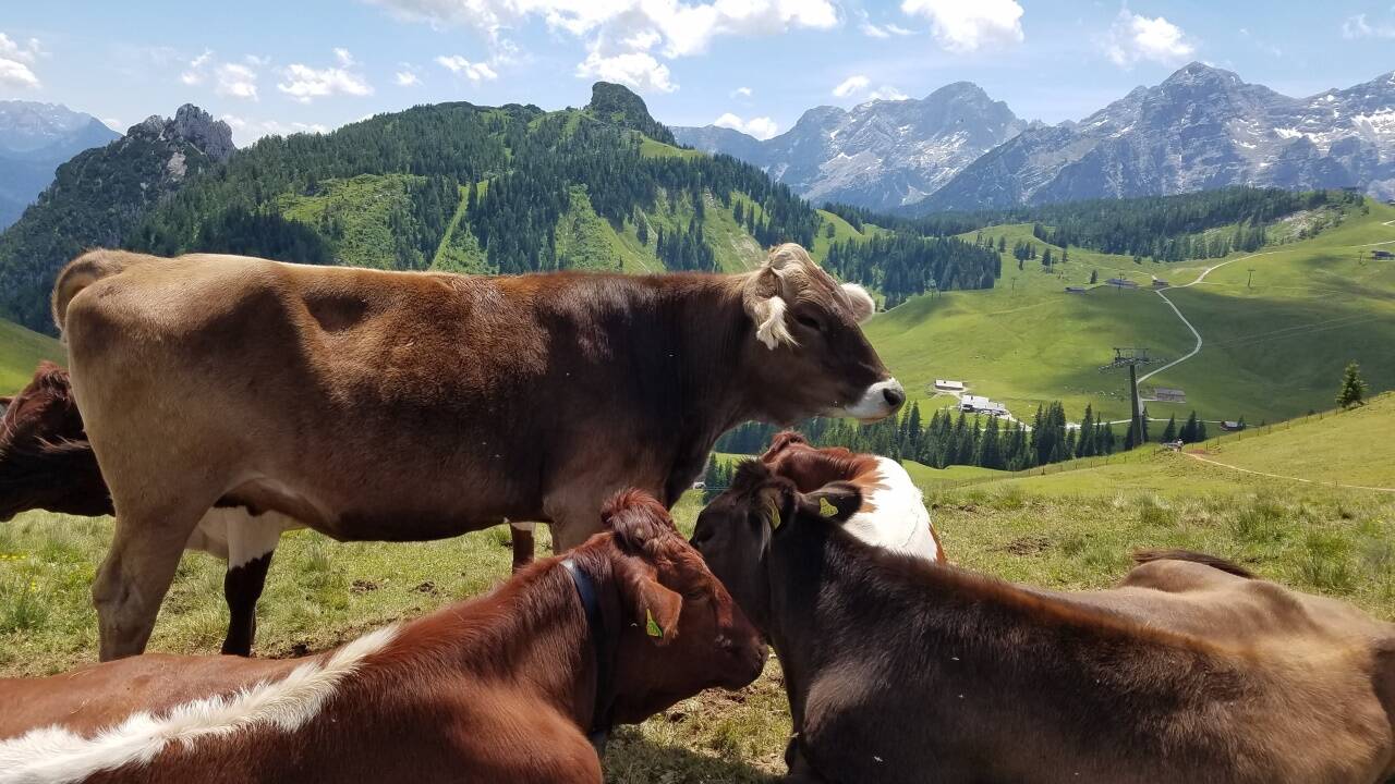 Die Loferer Alm. In der Bildmitte das Grubhörndl, rechts davon die Loferer Steinbergen.  
