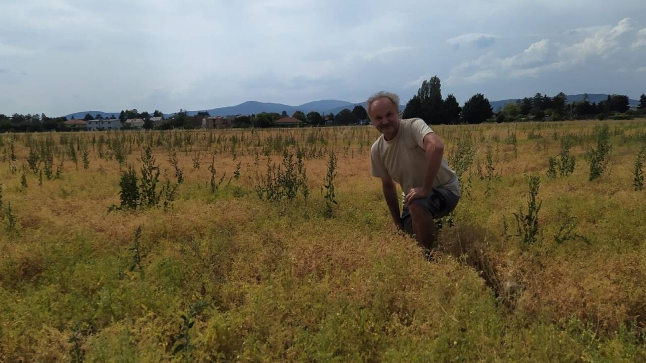 Biobauer Erwin Hotzy in seinem Linsenfeld in Niederösterreich.  