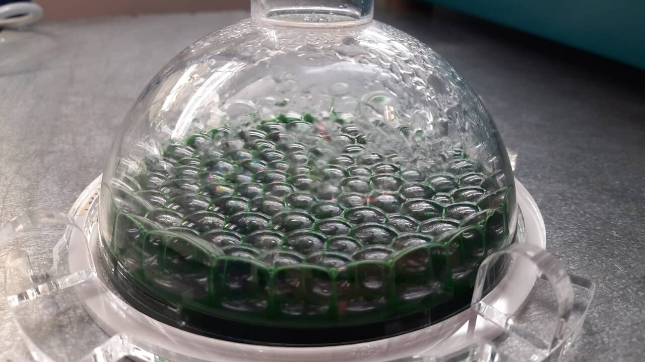 Aus Cyanobakterien entsteht die natürliche Form von Plastik, PHB. 