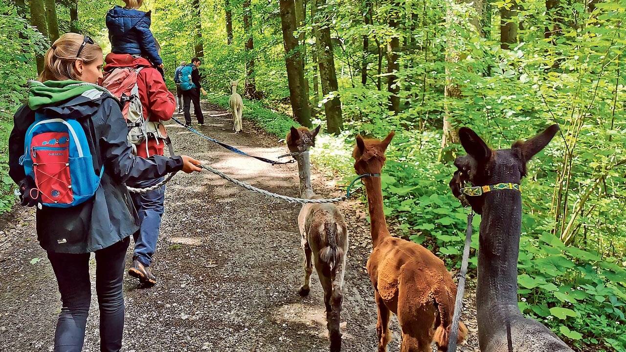 Am Adneter Marmorweg kann man mit Alpakas durch den Wald wandern. 