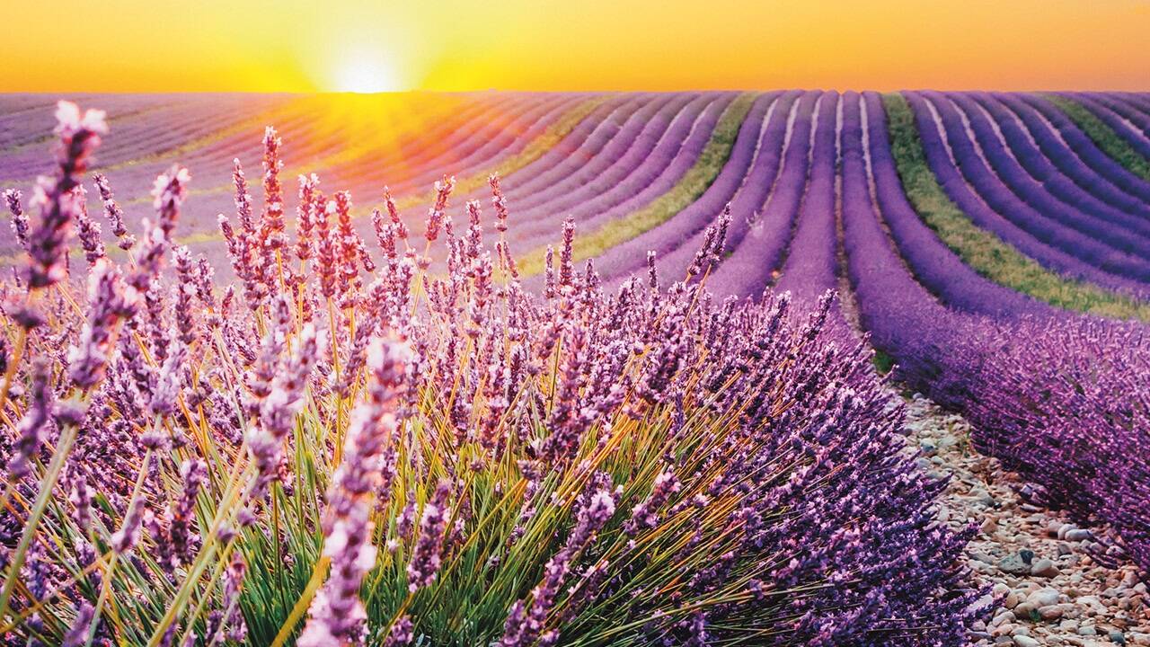 Lavendelblüten werden kurz vor der völligen Entfaltung gesammelt. 