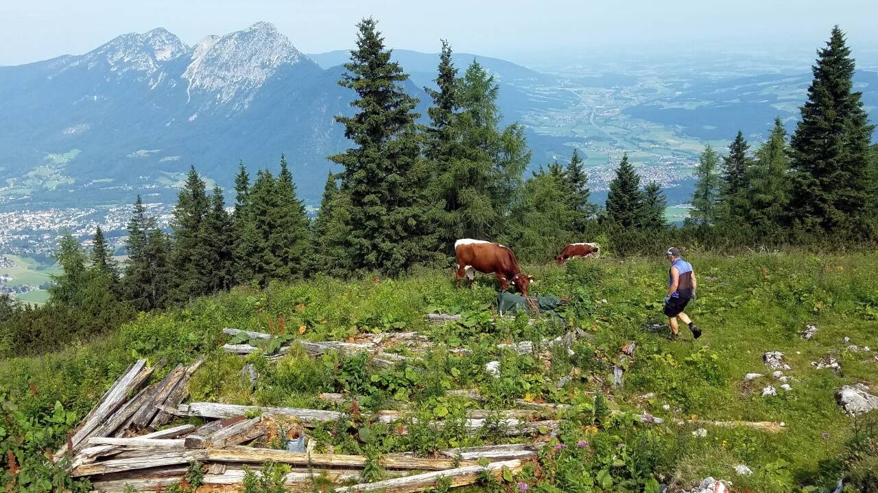 Junges Almleben auf der verfallenen Vierkaseralm, die bis 1968 bewirtschaftet wurde.  