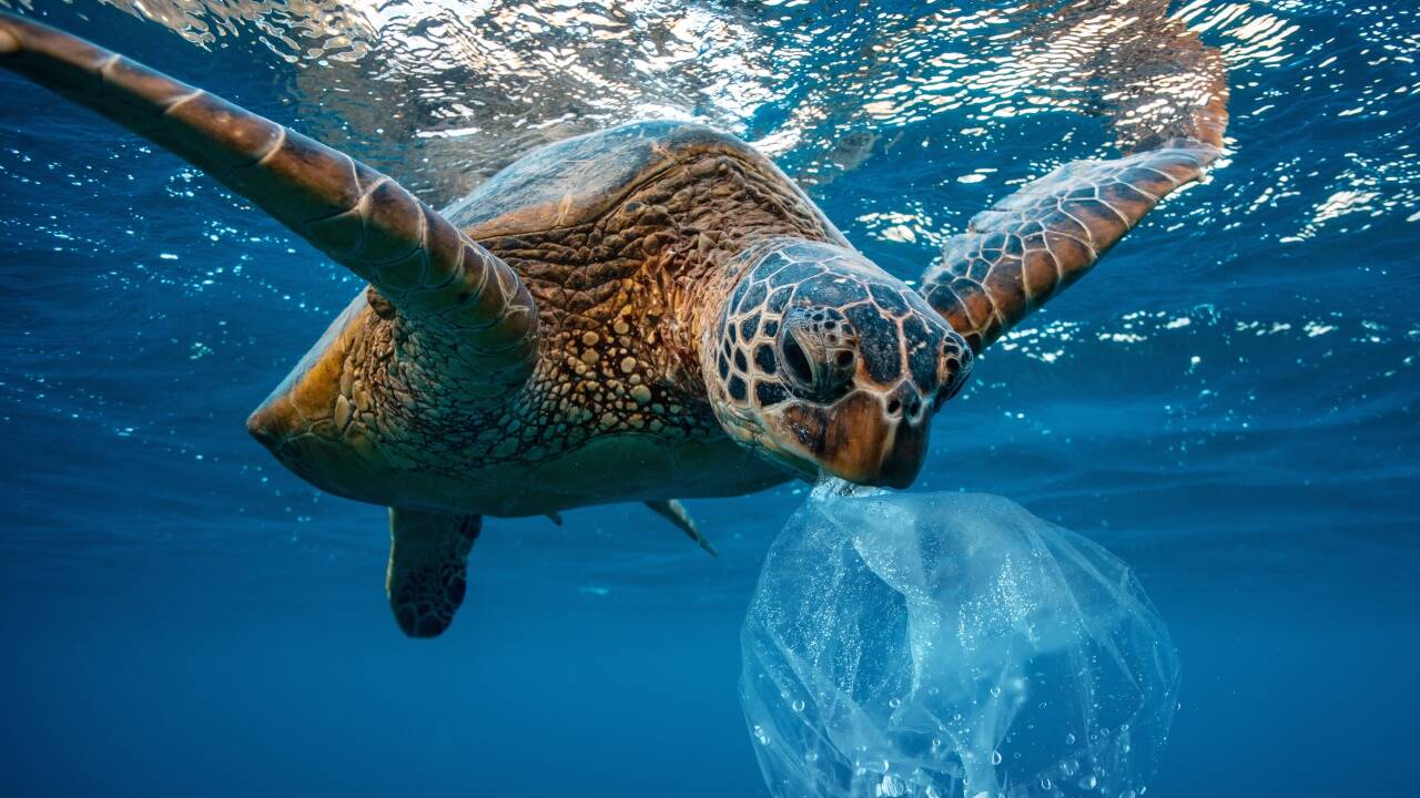 Für Schildkröten ist Plastik eine Falle. 