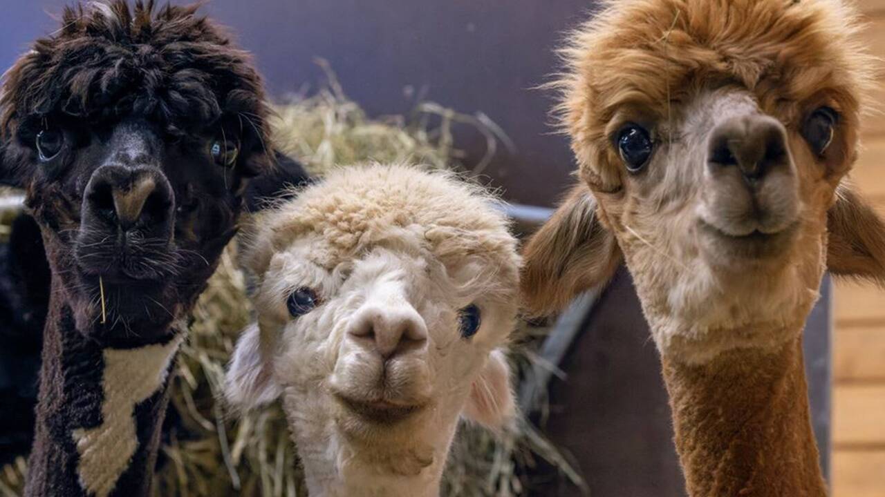 Sie sind die Heldinnen und werden dementsprechend gehätschelt: Die Alpakastuten Britta, Nora und Xenia lieferten die Baupläne für die Covid-19-Nanobodies.  