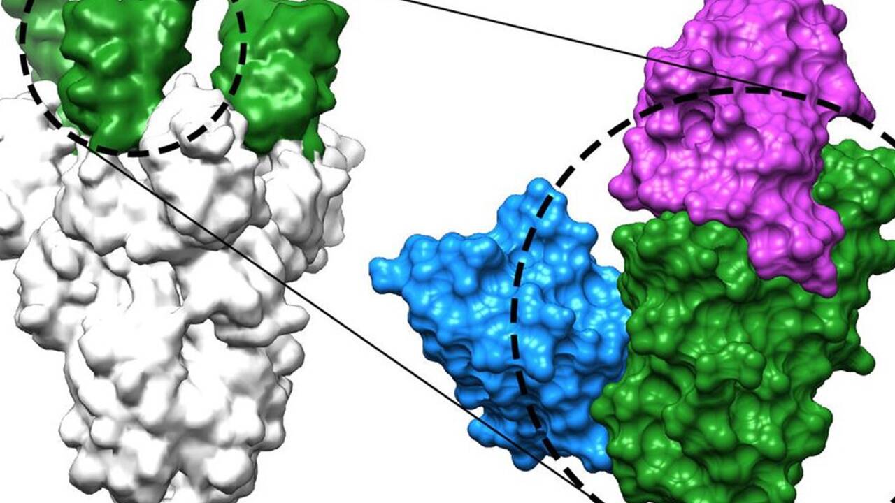 Nanobodies (blau und magenta) binden an die Rezeptor-Bindedomäne (grün) des Coronavirus-Spike-Proteins (grau) und verhindern die Infektion mit SARS-CoV-2 und Varianten.  