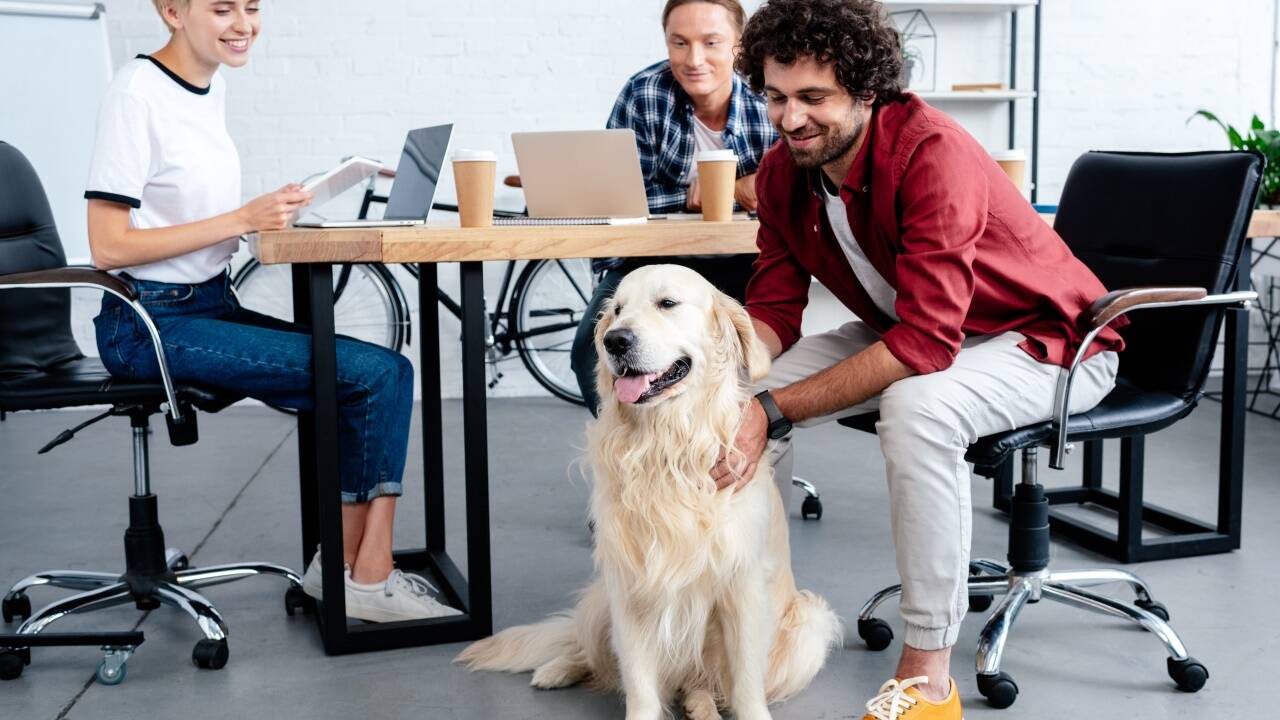 Ein Hund im Büro verbessert das Arbeitsklima, kann aber auch eine Belastung werden. 