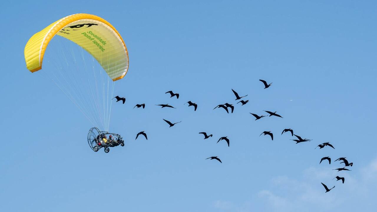 Vor wenigen Tagen haben die Waldrappe, die dem Ultraleichtflugzeug mit ihrer Ziehmutter an Bord folgen, einen Rundflug nach Straßwalchen und weiter zum Mondsee und zum Attersee erfolgreich absolviert.  