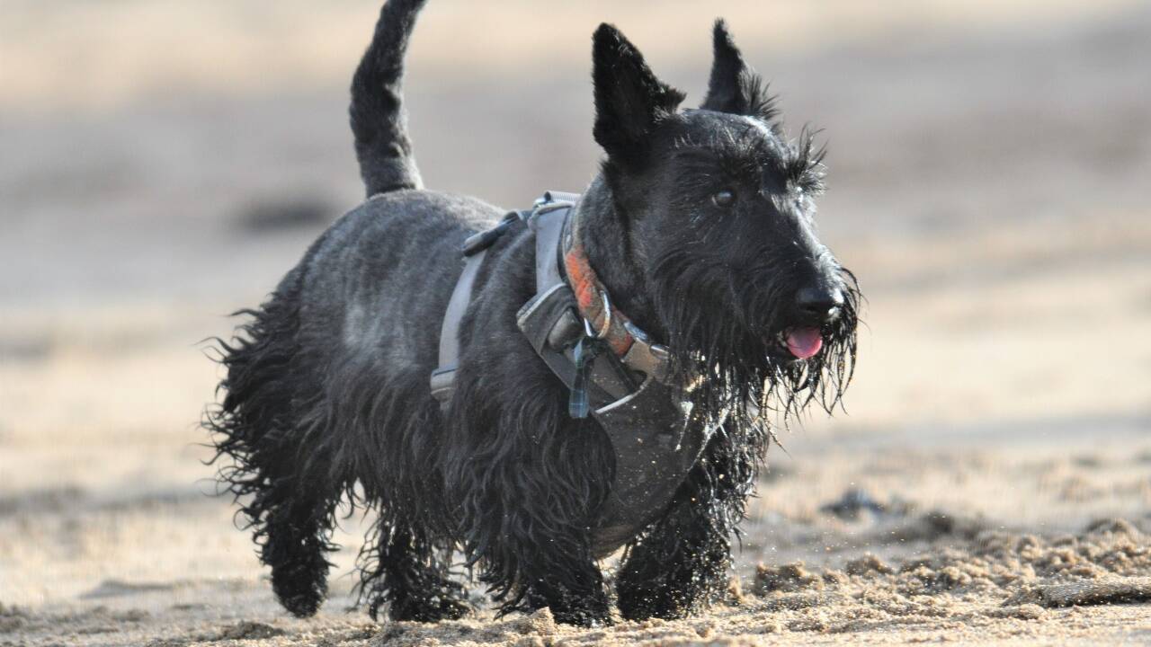 Herzgesund und fit: ein Scottish Terrier mit typischer Sommerfrisur.  