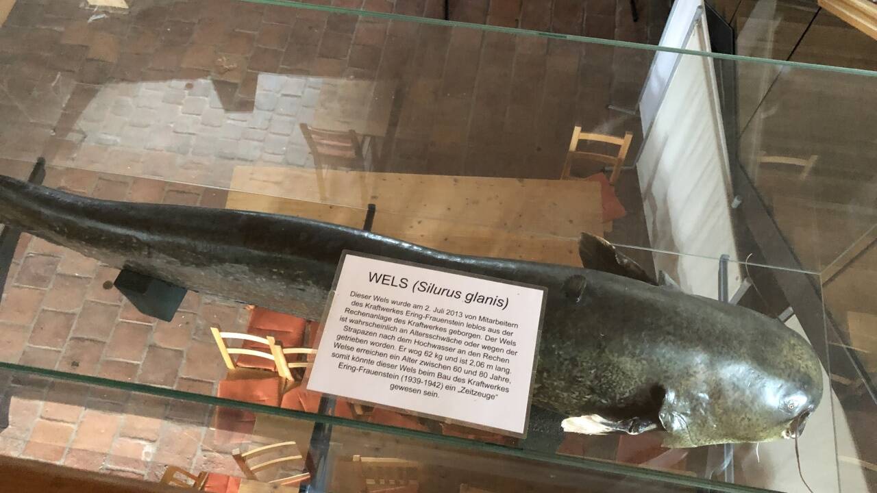 Der Wels wurde nach einem Hochwasser tot in der Rechenanlage des Kraftwerks gefunden. „Er hat 62 Kilogramm und diese Fische werden 80 Jahre und mehr. Er könnte ein Zeitzeuge des Kraftwerkbaus gewesen sein“, sagt Adelheid Schwendtner.  