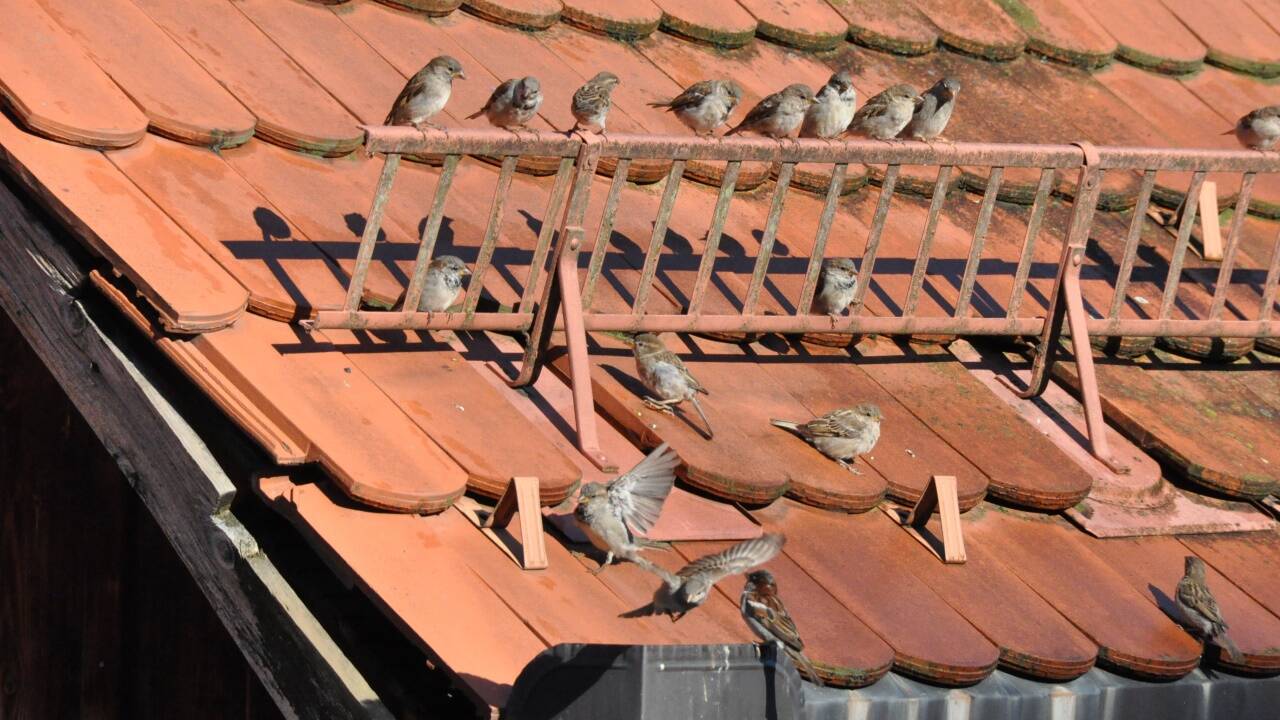 Jungspatzen werden flügge – und die Altvögel gehen den Spätsommer gemütlicher an.  