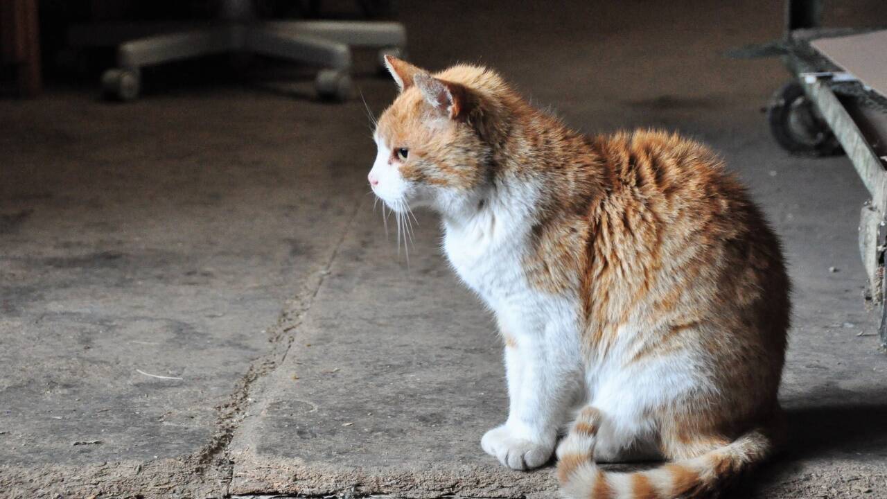 „Hm, was wollte ich doch gleich?“ Auch Katzen können im Alter vergesslich werden. 