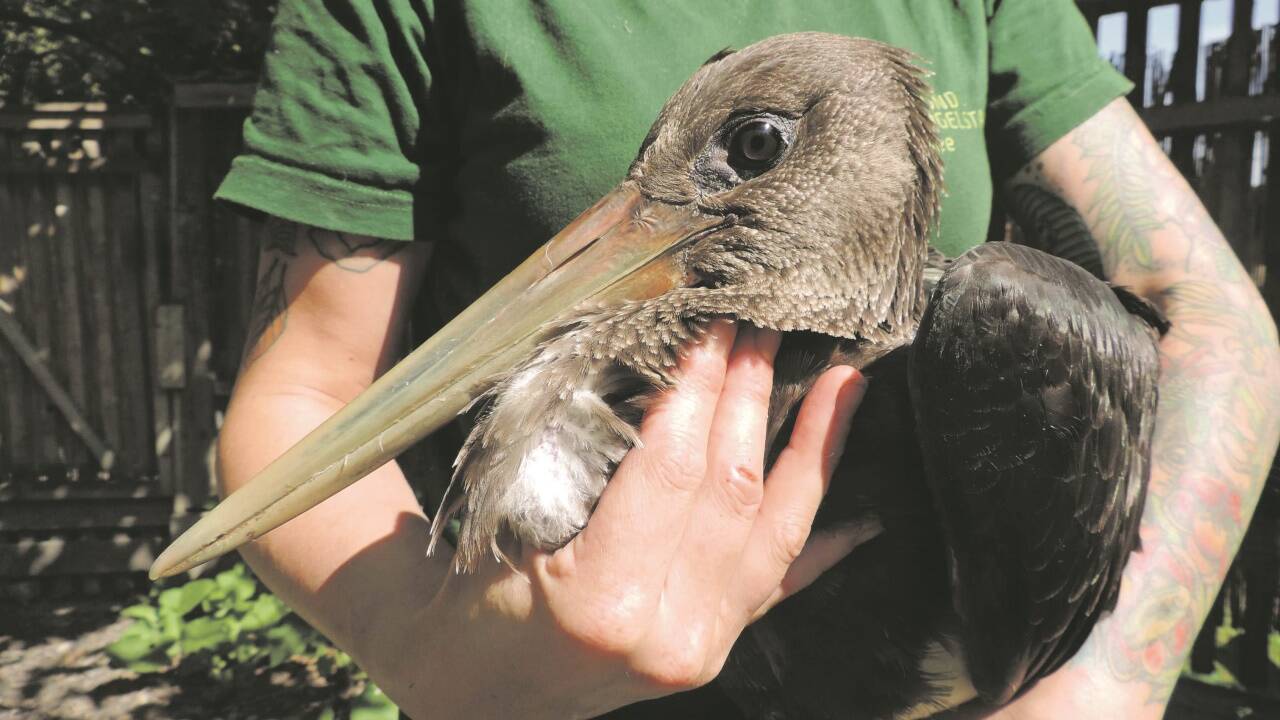 Ein junger Schwarzstorch ging auf dem Zug in den Süden in Elixhausen nieder. Er wurde erfolgreich aufgepäppelt.  Ein junger Schwarzstorch ging auf dem Zug in den Süden in Elixhausen nieder. Er wurde erfolgreich aufgepäppelt.