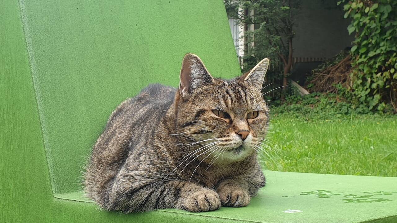 Chillen im Garten ist täglich um halb elf Pflichtprogramm bei Saki.  