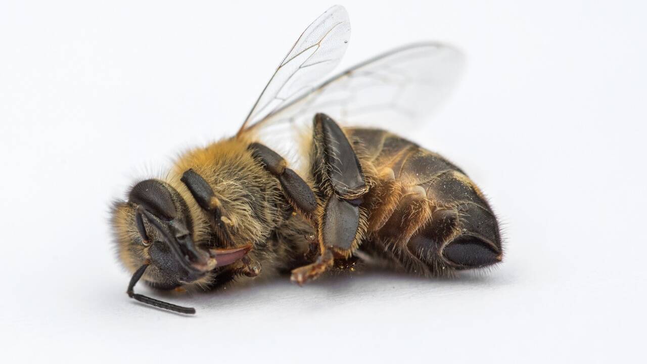 Bienen leiden besonders unter unserer Landwirtschaft, unserem Betonier-Eifer, unserem Lebensstil.  