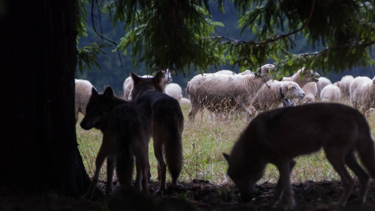 Wölfe nähern sich vorsichtig einer Schafherde.  