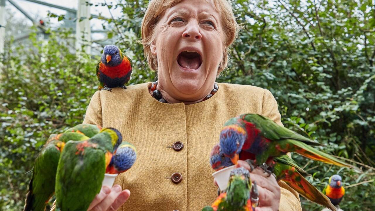Kreisch! Angela Merkel (CDU), Bundeskanzlerin, füttert australische Loris im Vogelpark Marlow und wird dabei gebissen. 