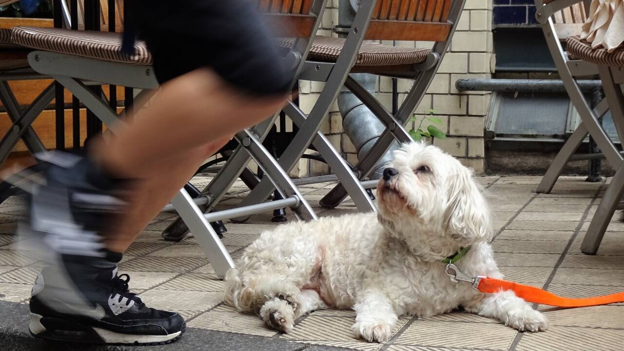 Es muss sich viel, aber nicht immer alles um ihn drehen. In einer guten Mensch-Hund-Beziehung kein Problem.  