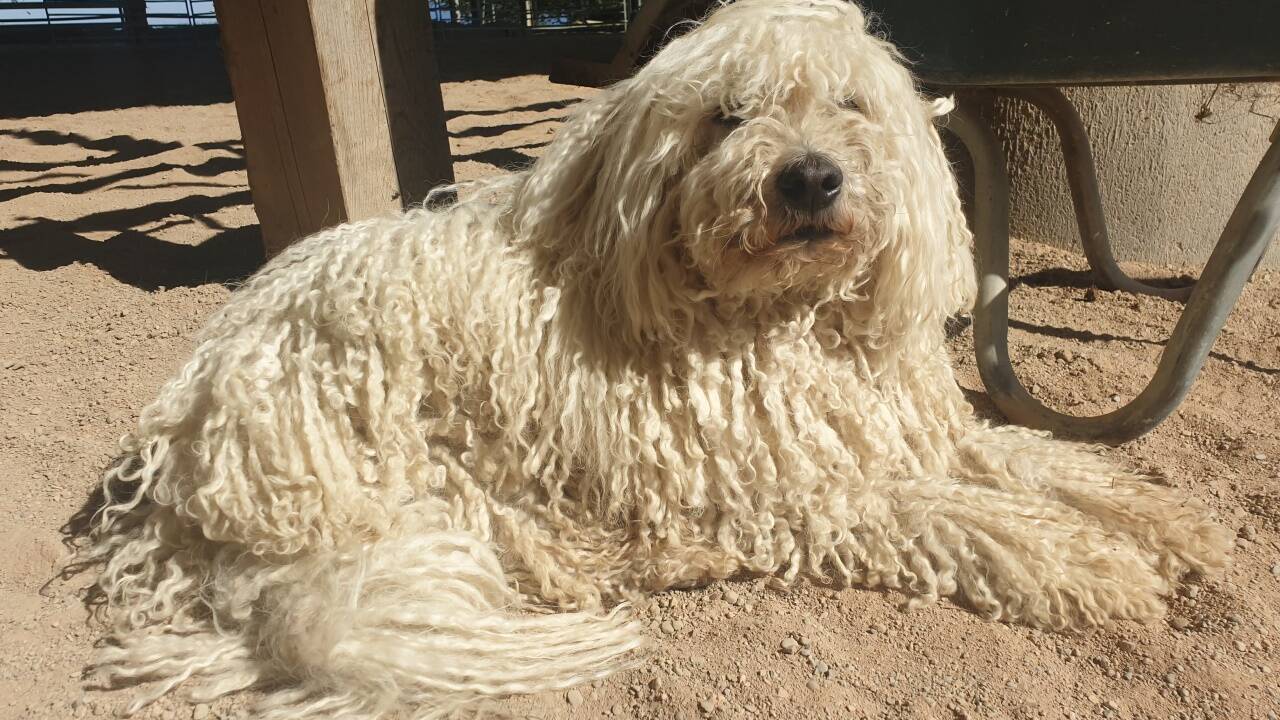 Der Puli hat zwar viel Unterwolle, braucht sie aber selbst für seine Rastalocken.  