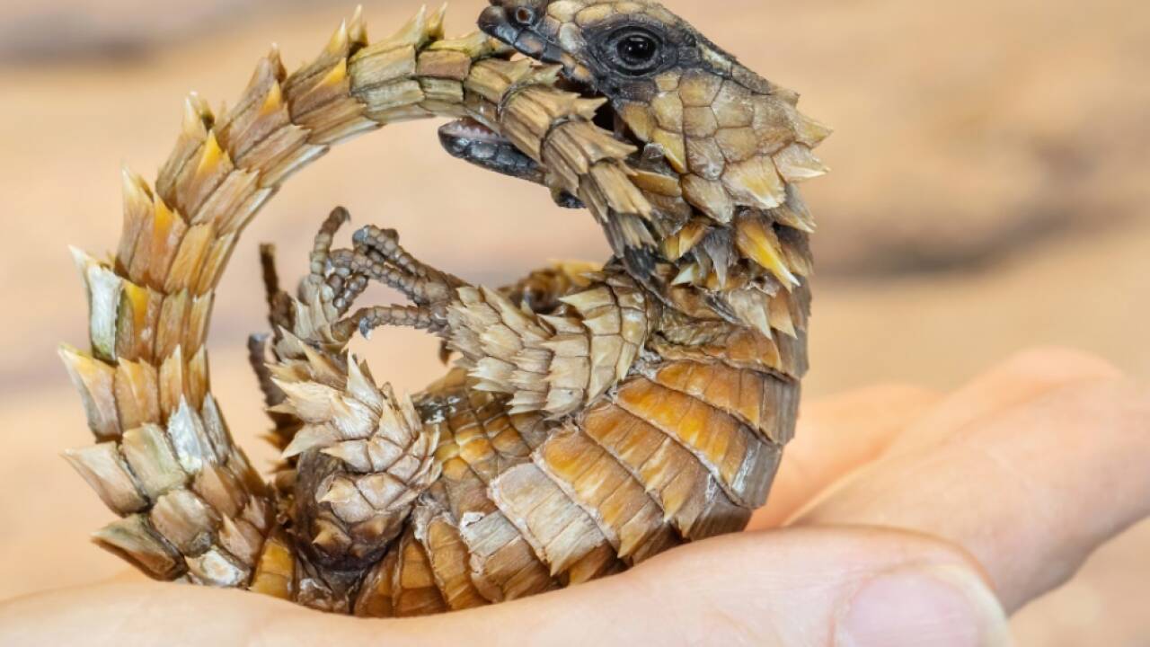 Südafrikanische Mini-Drachen in Schönbrunn 