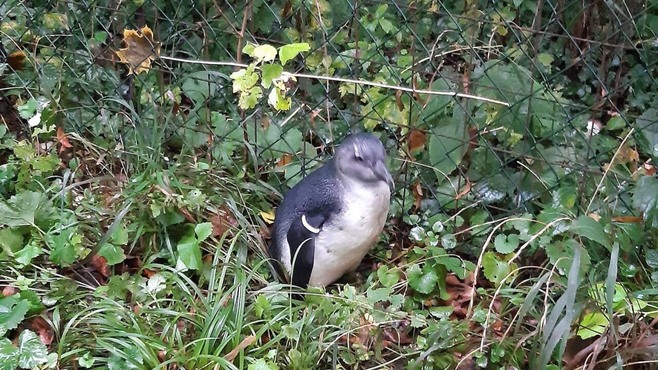 Der drei Monate alte Jungvogel Lesedi tauchte unversehrt wieder auf.  
