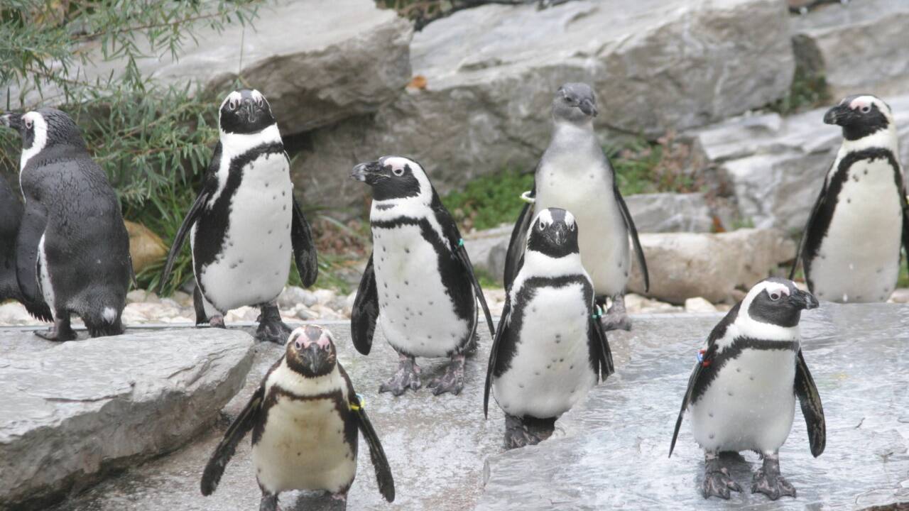 Pinguingruppe mit Jungvogel Lesedi.  