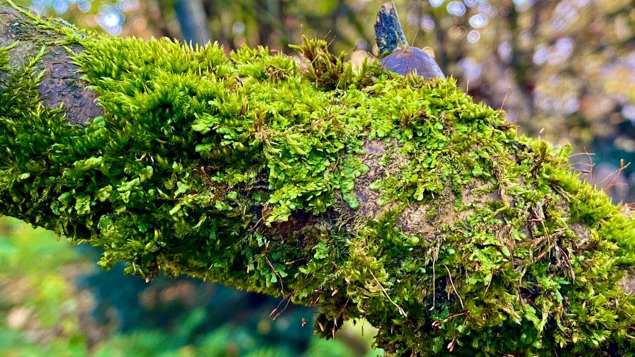 Moos am Stamm - ist das schädlich? 