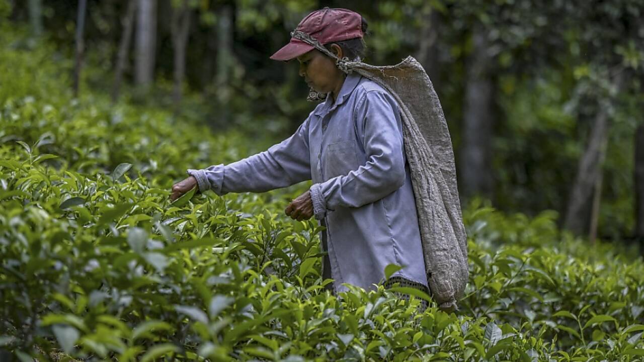 Sri Lanka erlaubt wieder chemische Spritzmittel und Kunstdünger 