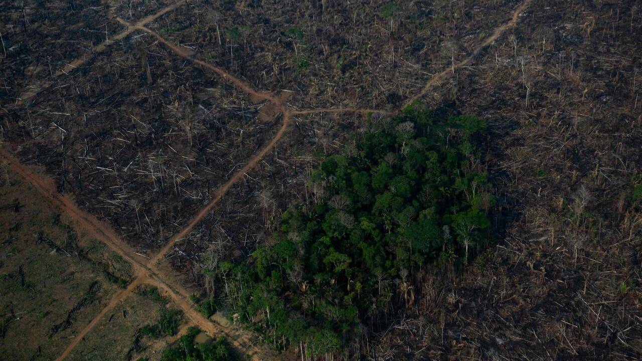 Kahlschlag im Amazonasbecken: Viehzucht und Sojaplantagen versprechen Profite.  Kahlschlag im Amazonasbecken: Viehzucht und Sojaplantagen versprechen Profite.