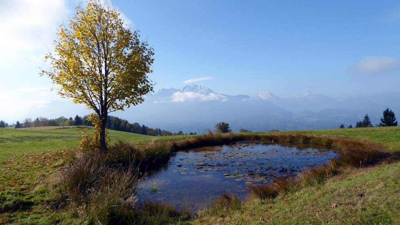Auch ein kleiner Seerosenteich liegt am Krispler Höhenweg.  