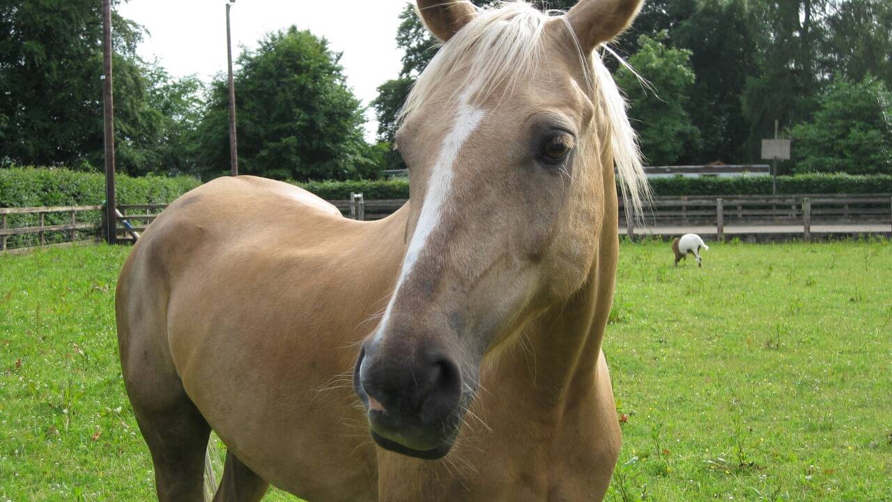 Wurmbefall ist bei Pferden nichts Ungewöhnliches. Bei der Therapie kommt auch Ivermectin zum Einsatz. Wurmbefall ist bei Pferden nichts Ungewöhnliches. Bei der Therapie kommt auch Ivermectin zum Einsatz.