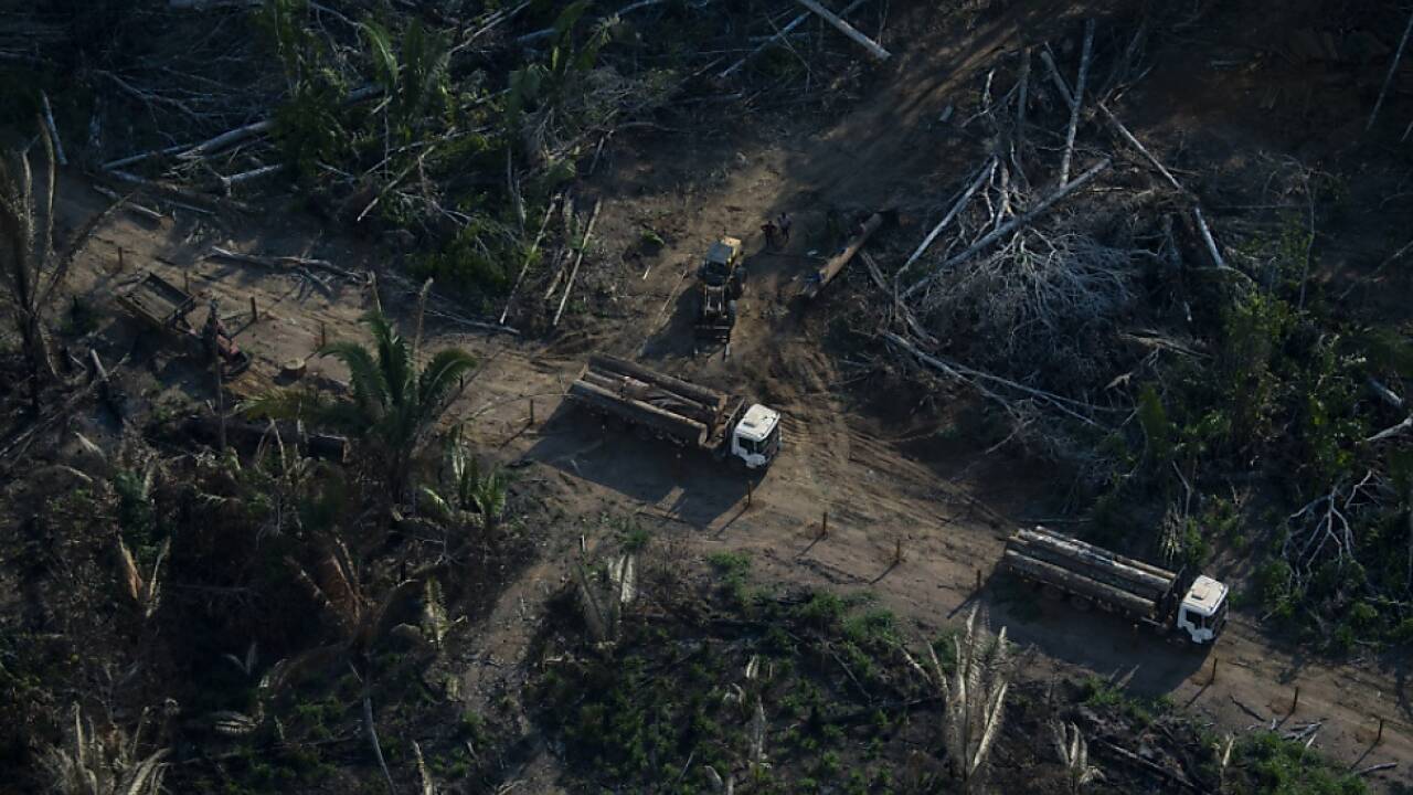 Fast 22 Prozent mehr Regenwald zerstört als im Vorjahreszeitraum 