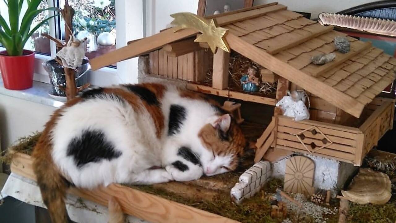Ochs und Esel waren gestern, heute ist Katze, wie dieses Leserfoto beweist. Ochs und Esel waren gestern, heute ist Katze, wie dieses Leserfoto beweist.